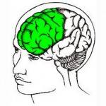 prefrontale cortex